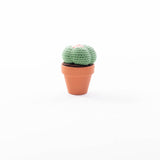 Cactussen
