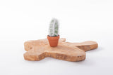 Cactussen