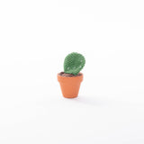 Cactussen