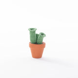 Cactussen