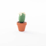Cactussen