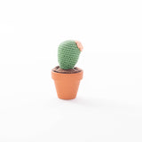 Cactussen