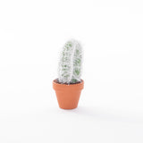 Cactussen